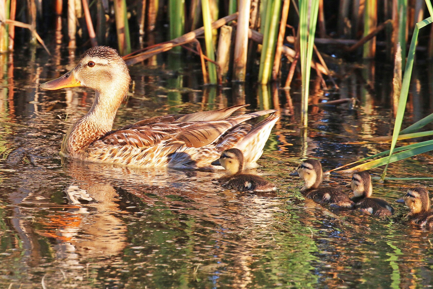 Continental Duck Populations Decline U S Fish And Wildlife Service continental-duck-populations-decline-u-s-fish-and-wildlife-service